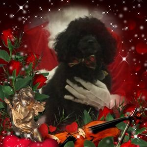 Meet your Posher, Bugsy